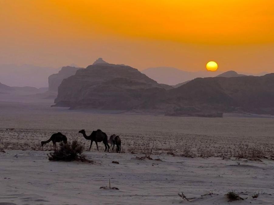 White Desert Camp ワディ ・ラム エクステリア 写真